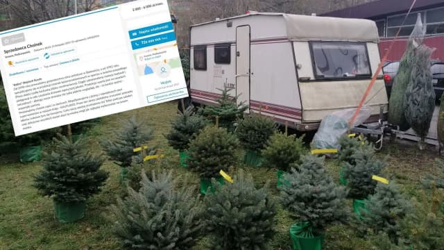 Ile można zarobić na sprzedaży choinek? Sprawdź, co wpływa na zyski Ile można zarobić na sprzedaży choinek? Sprawdź, co wpływa na zyski